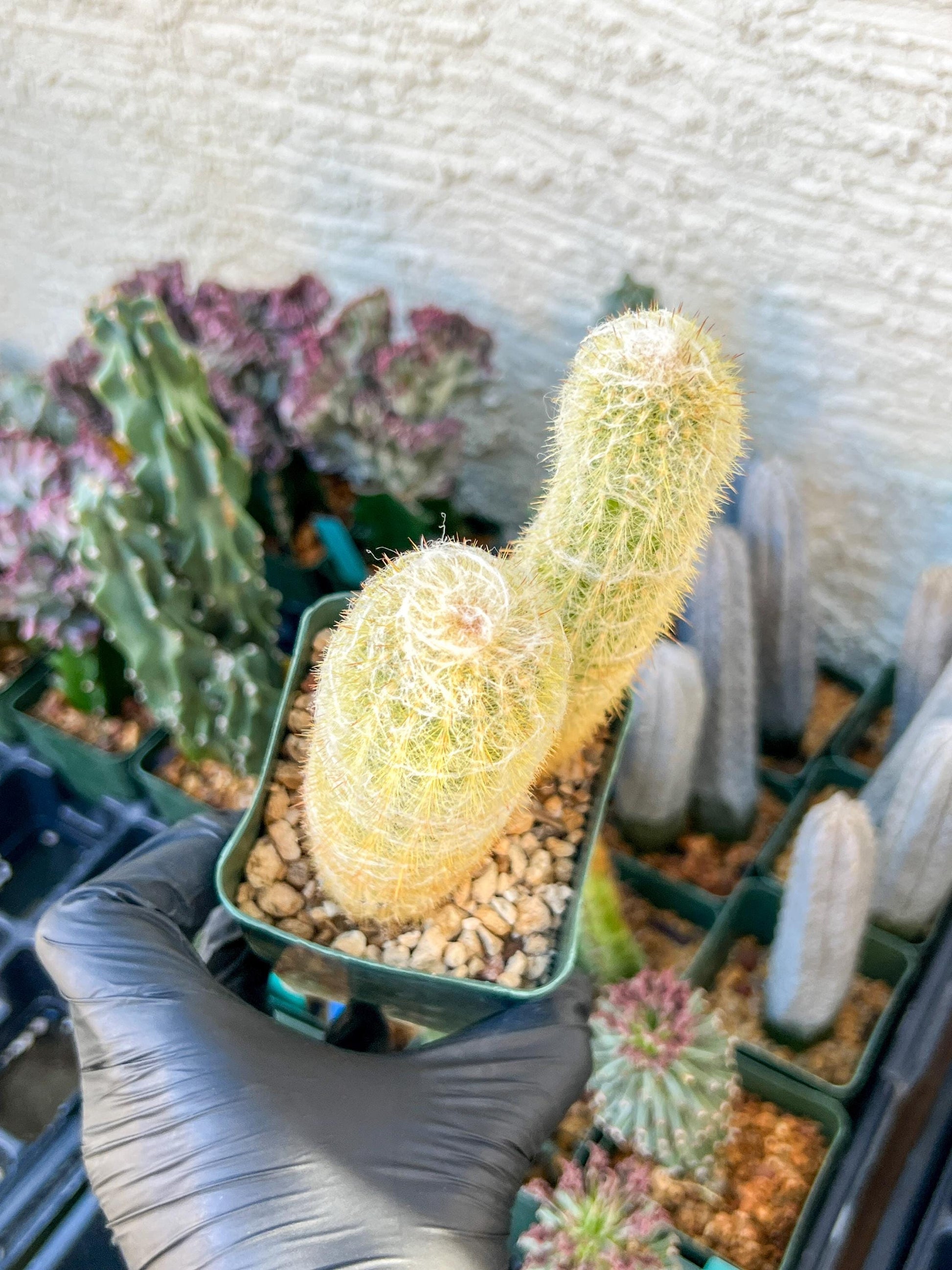Old Man Cactus / Cephalocereus Senilis | (C3) (B12) | 3.5Pot