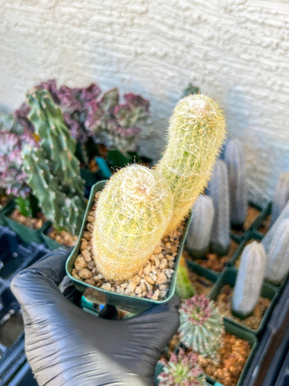 Old Man Cactus / Cephalocereus Senilis | (C3) (B12) | 3.5Pot