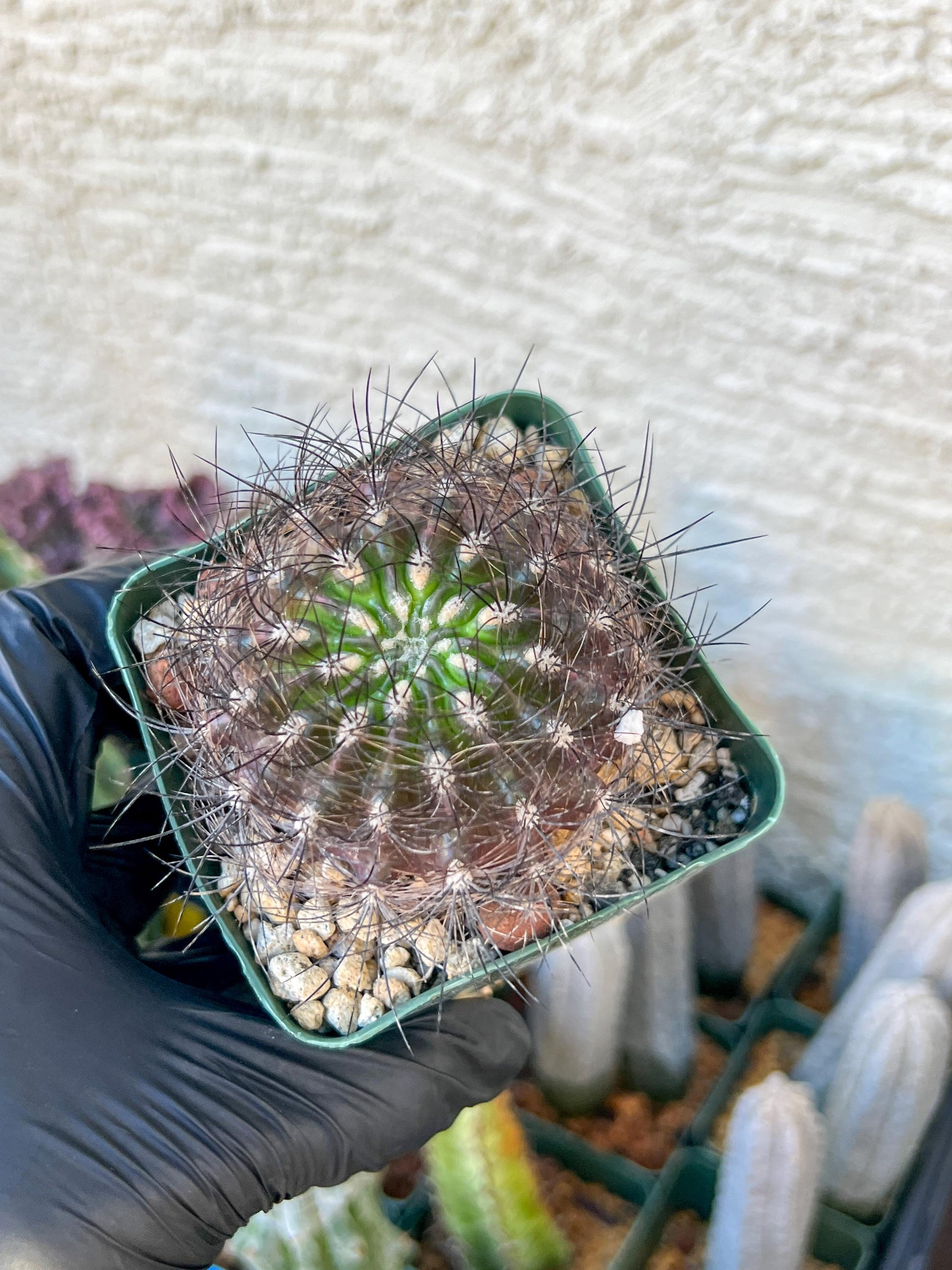Eriosyce senilis ssp. coimasensis | (C3) (B16) | 3.5Pot