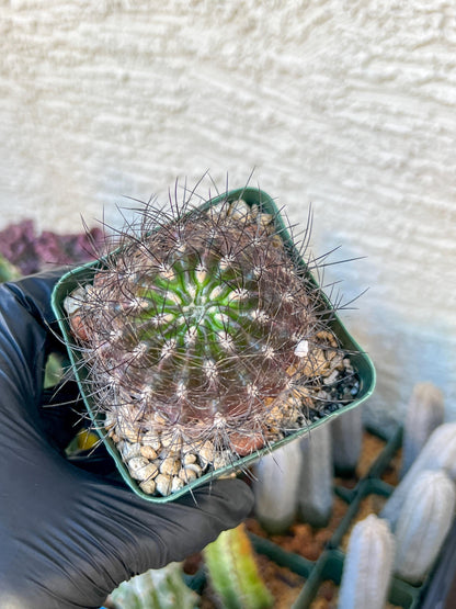 Eriosyce senilis ssp. coimasensis | (C3) (B16) | 3.5Pot
