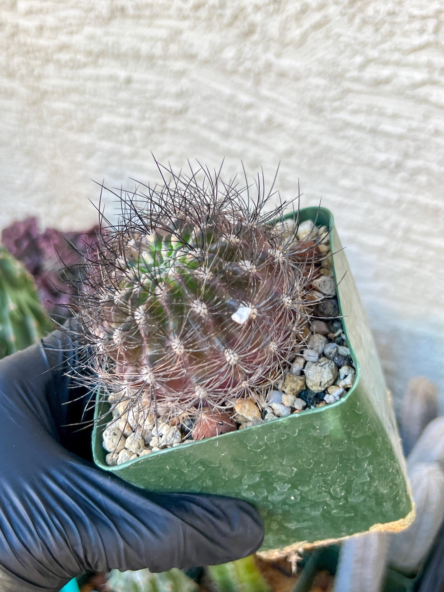 Eriosyce senilis ssp. coimasensis | (C3) (B16) | 3.5Pot