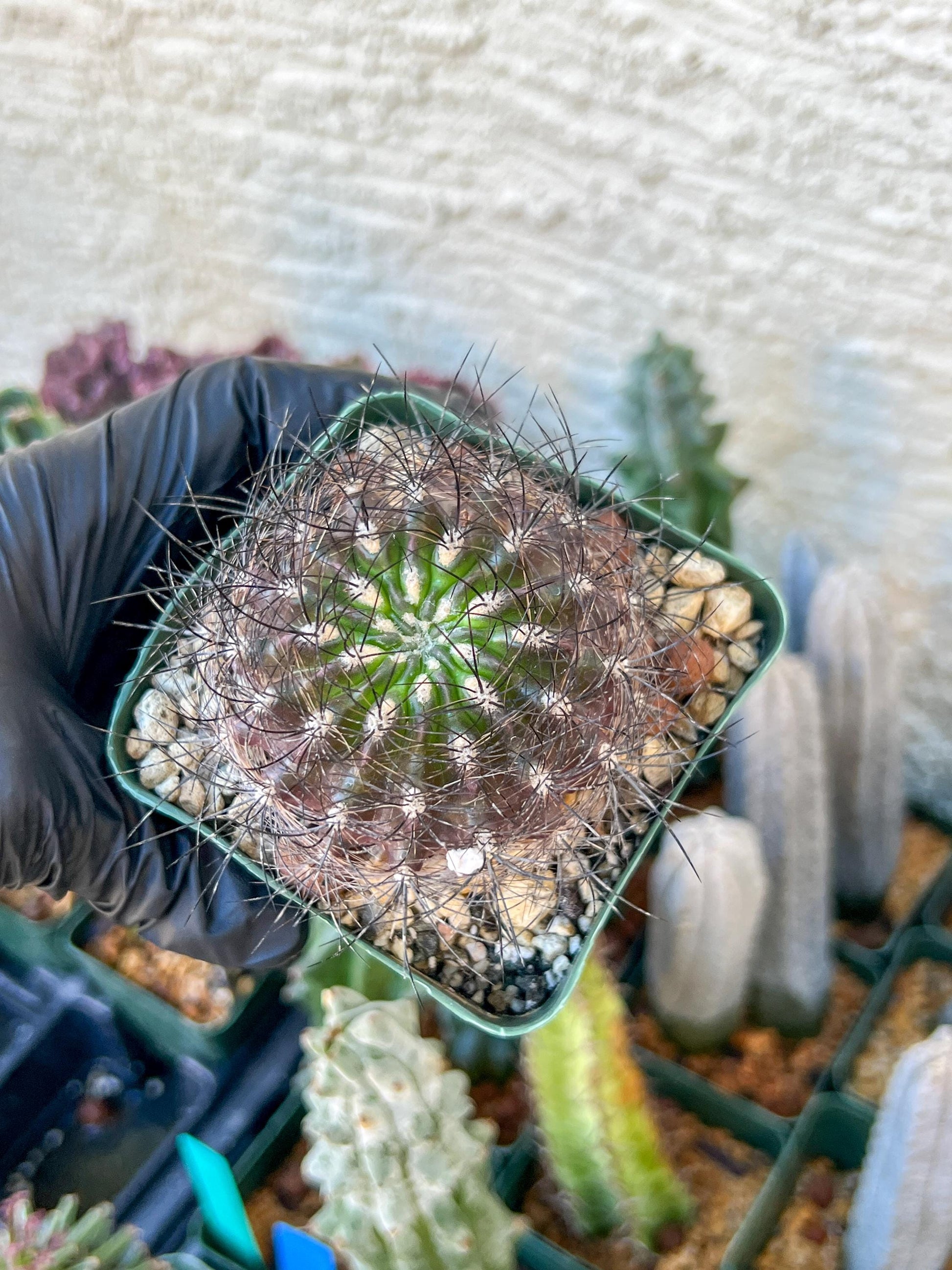 Eriosyce senilis ssp. coimasensis | (C3) (B16) | 3.5Pot