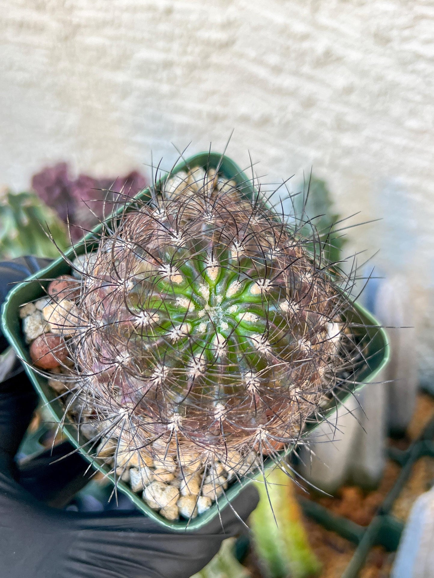 Eriosyce senilis ssp. coimasensis | (C3) (B16) | 3.5Pot