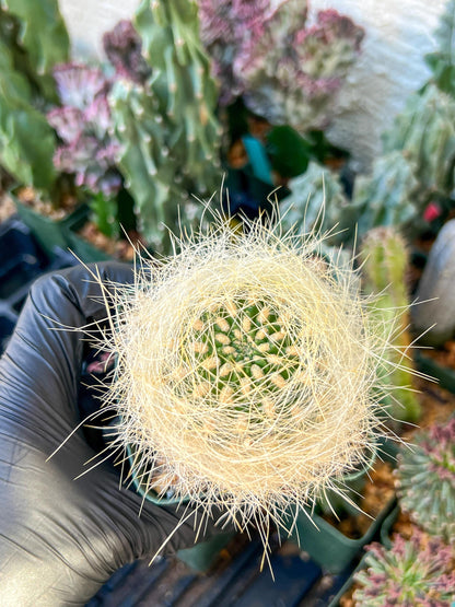 Eriosyce senilis Yellow spine form | (C3) (B15) | 3.5Pot