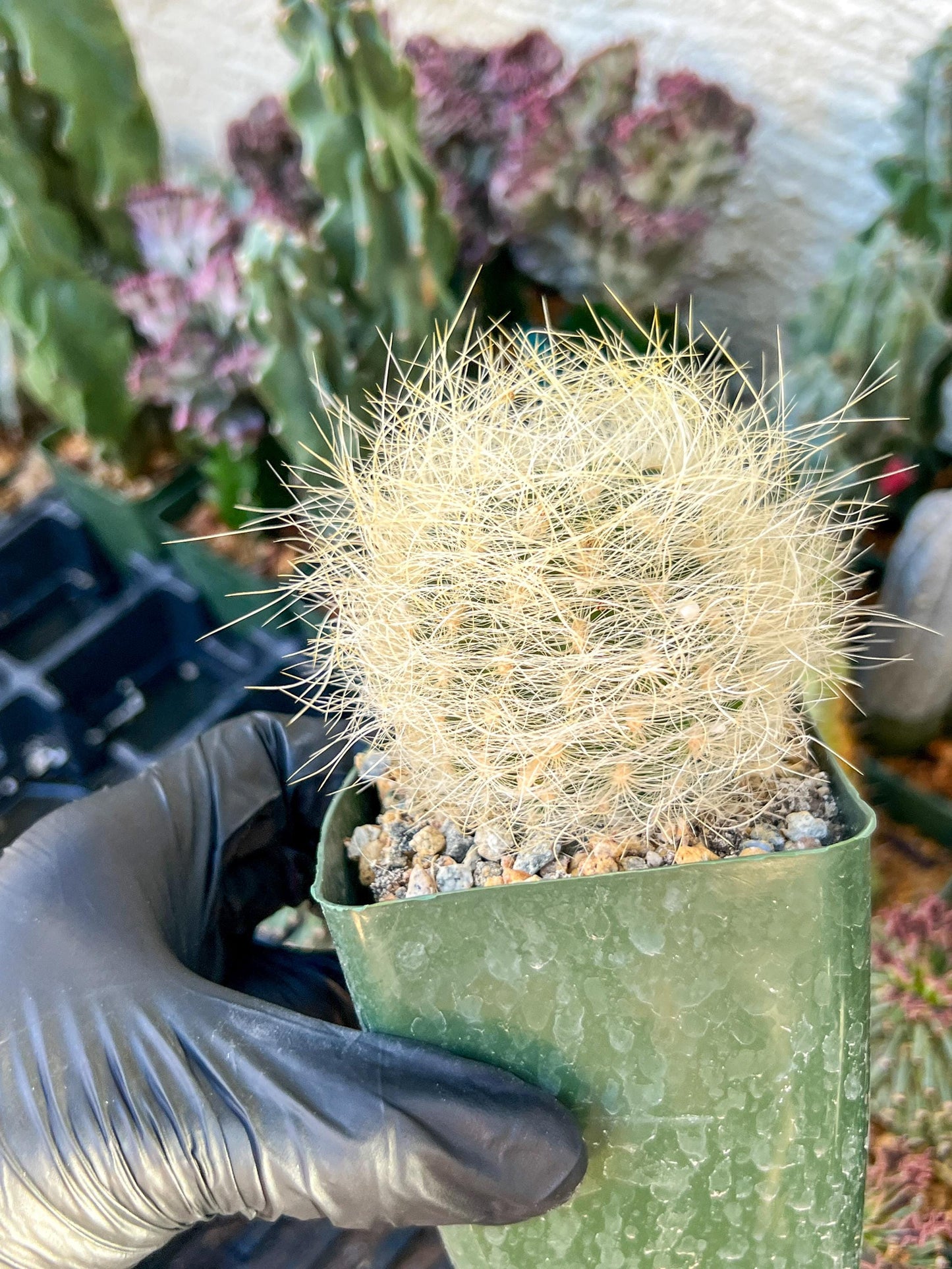 Eriosyce senilis Yellow spine form | (C3) (B15) | 3.5Pot