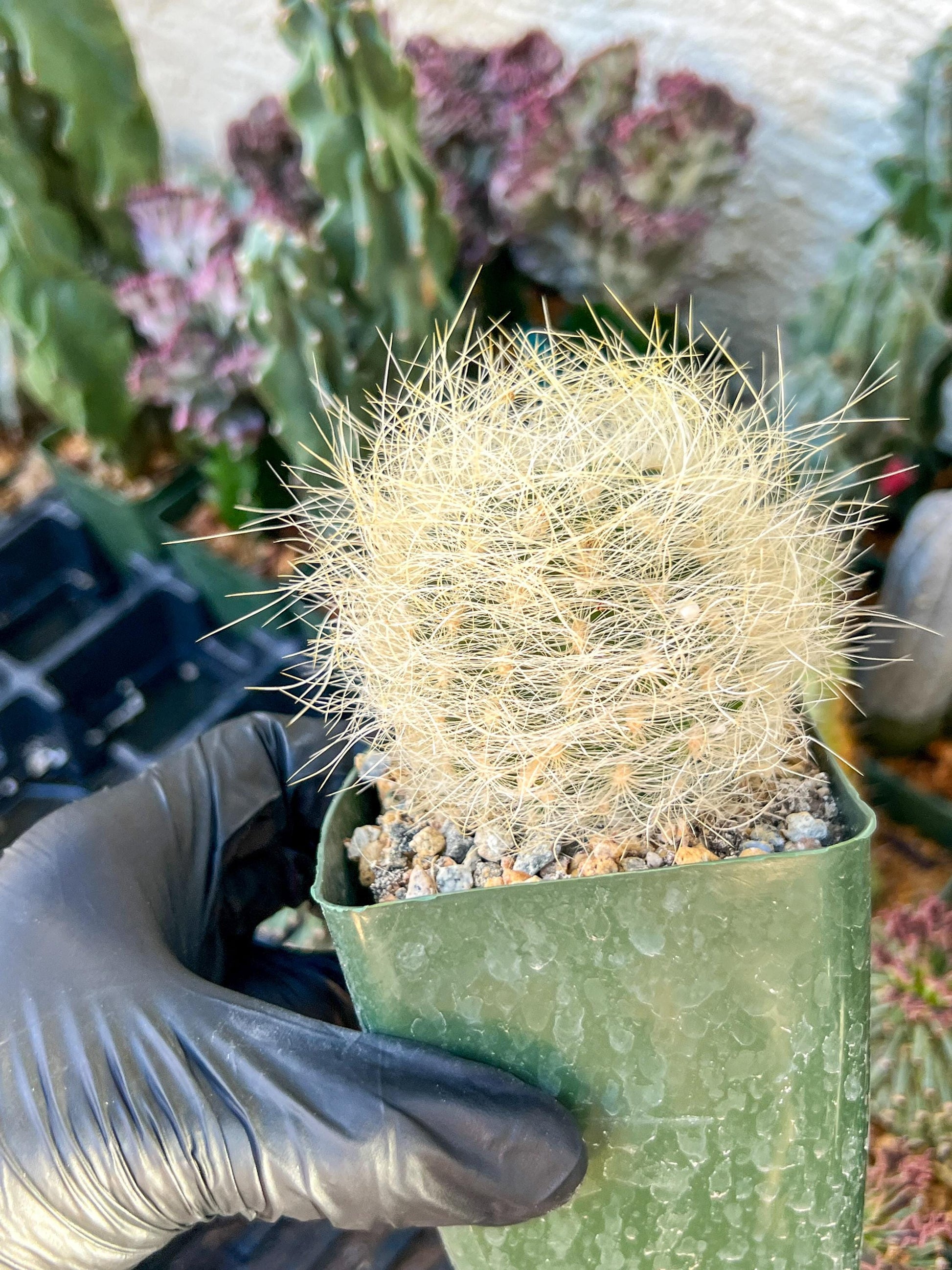 Eriosyce senilis Yellow spine form | (C3) (B15) | 3.5Pot