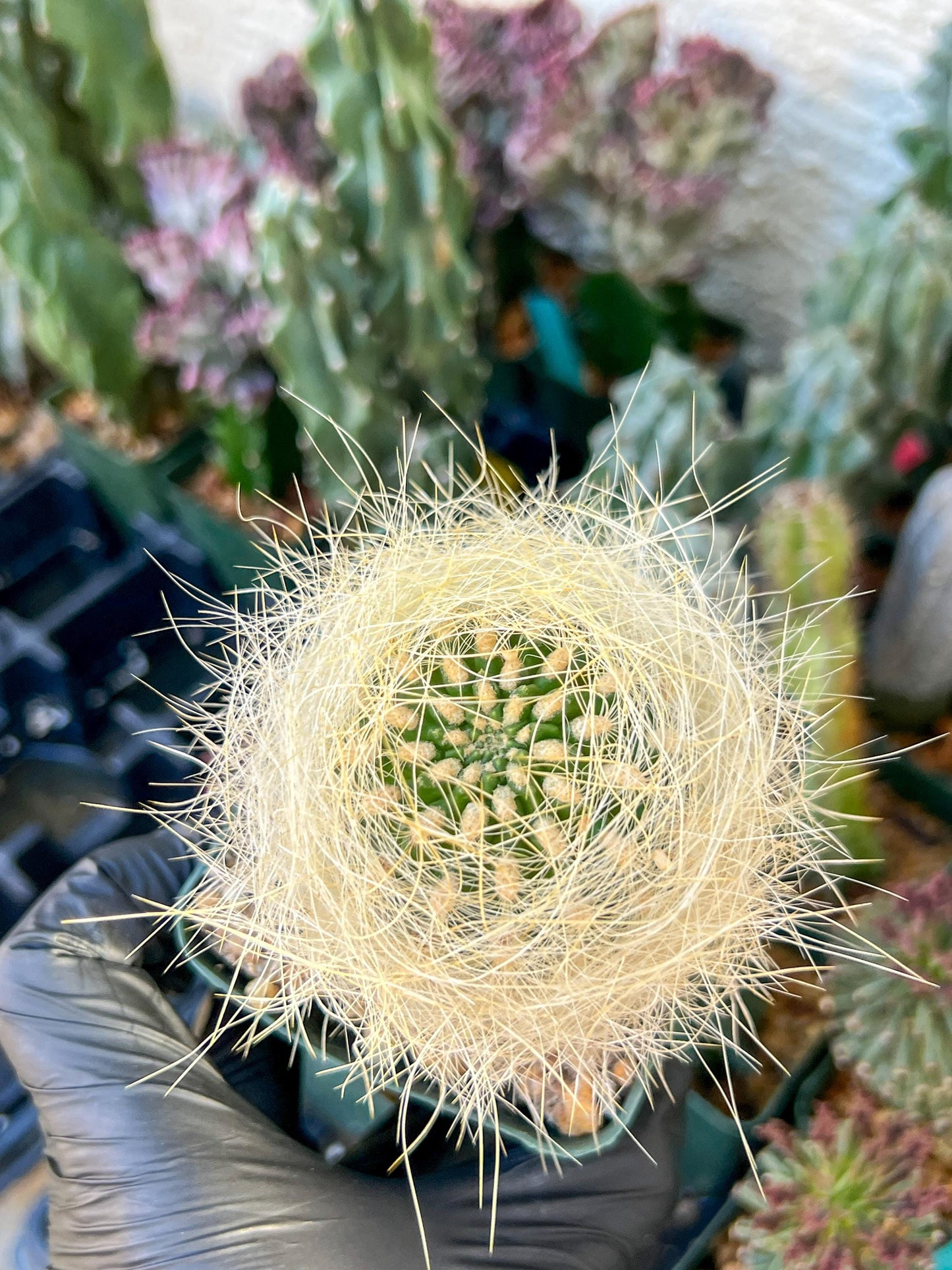 Eriosyce senilis Yellow spine form | (C3) (B15) | 3.5Pot
