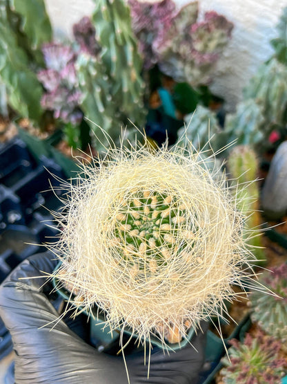 Eriosyce senilis Yellow spine form | (C3) (B15) | 3.5Pot