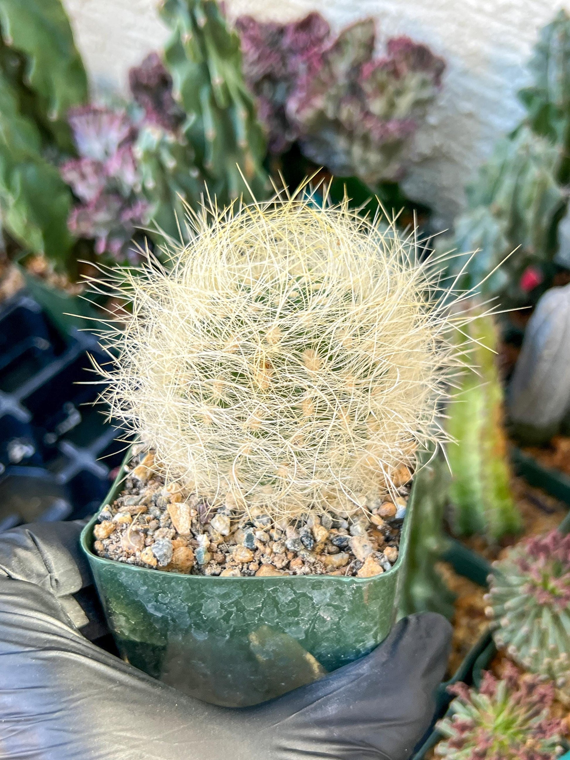 Eriosyce senilis Yellow spine form | (C3) (B15) | 3.5Pot