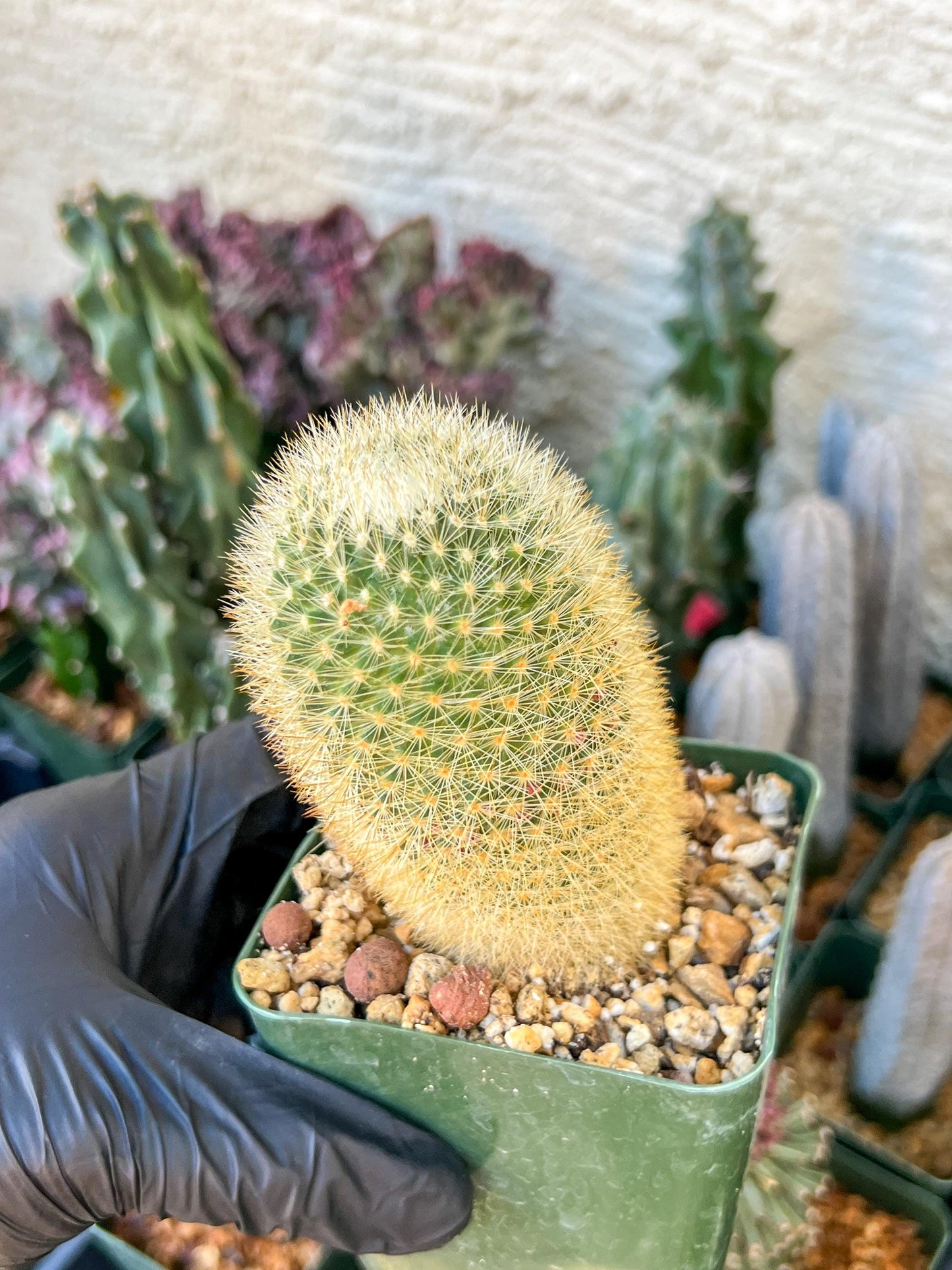 Succulent Plants Mammillaria Eriacantha | (C3) (B14) | 3.5Pot