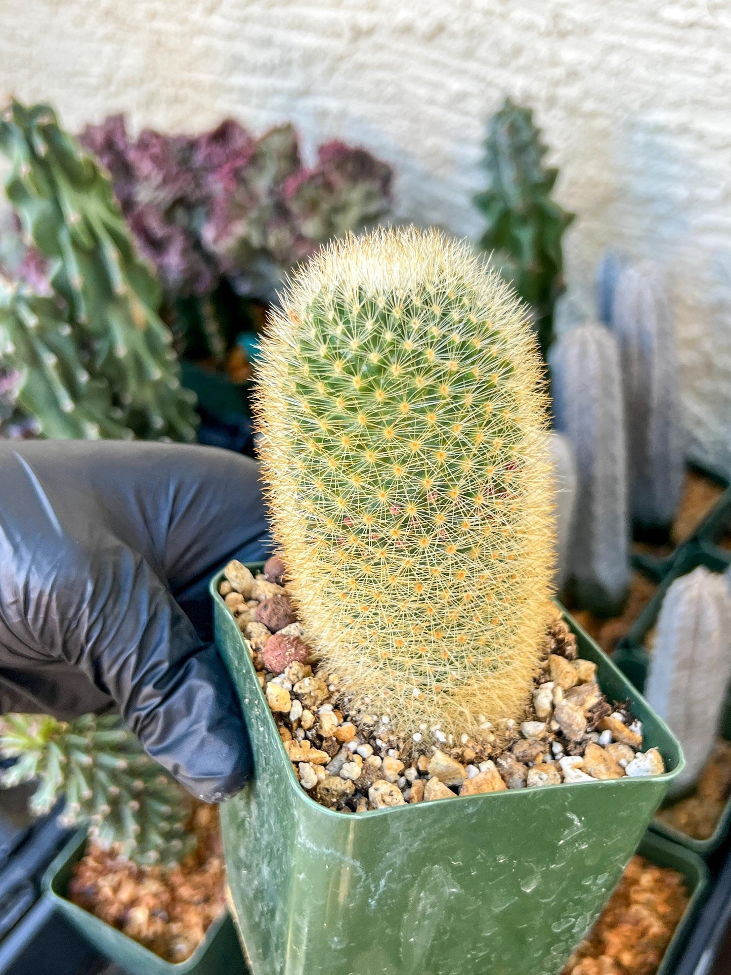 Succulent Plants Mammillaria Eriacantha | (C3) (B14) | 3.5Pot