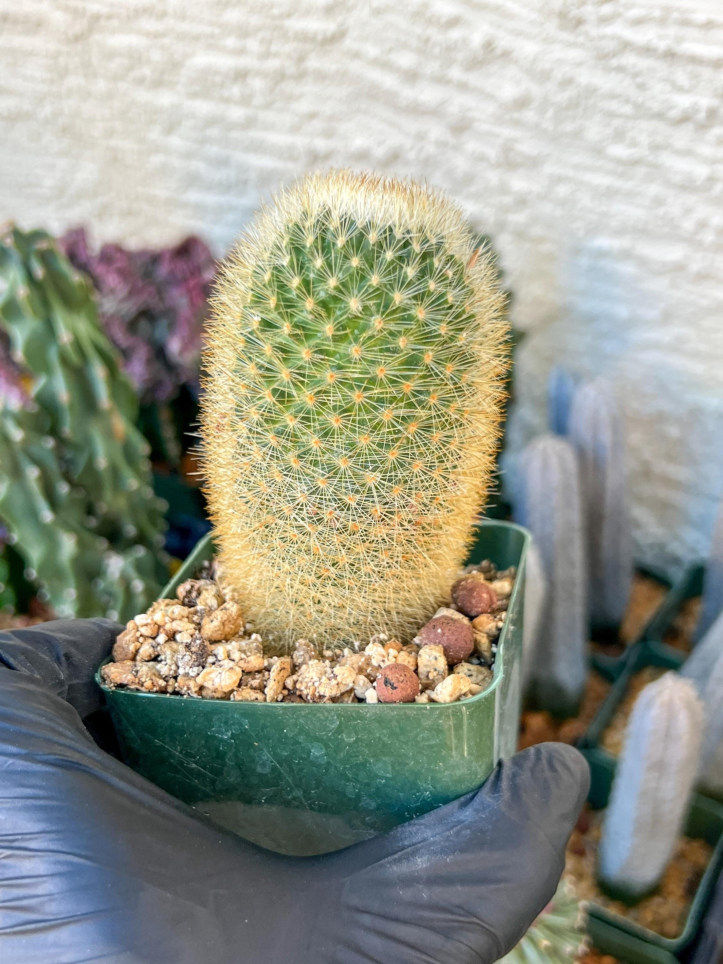 Succulent Plants Mammillaria Eriacantha | (C3) (B14) | 3.5Pot