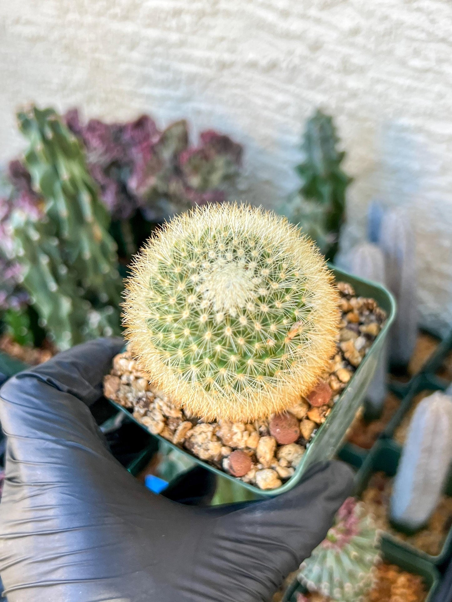 Succulent Plants Mammillaria Eriacantha | (C3) (B14) | 3.5Pot
