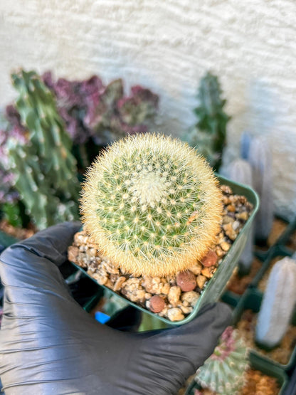Succulent Plants Mammillaria Eriacantha | (C3) (B14) | 3.5Pot
