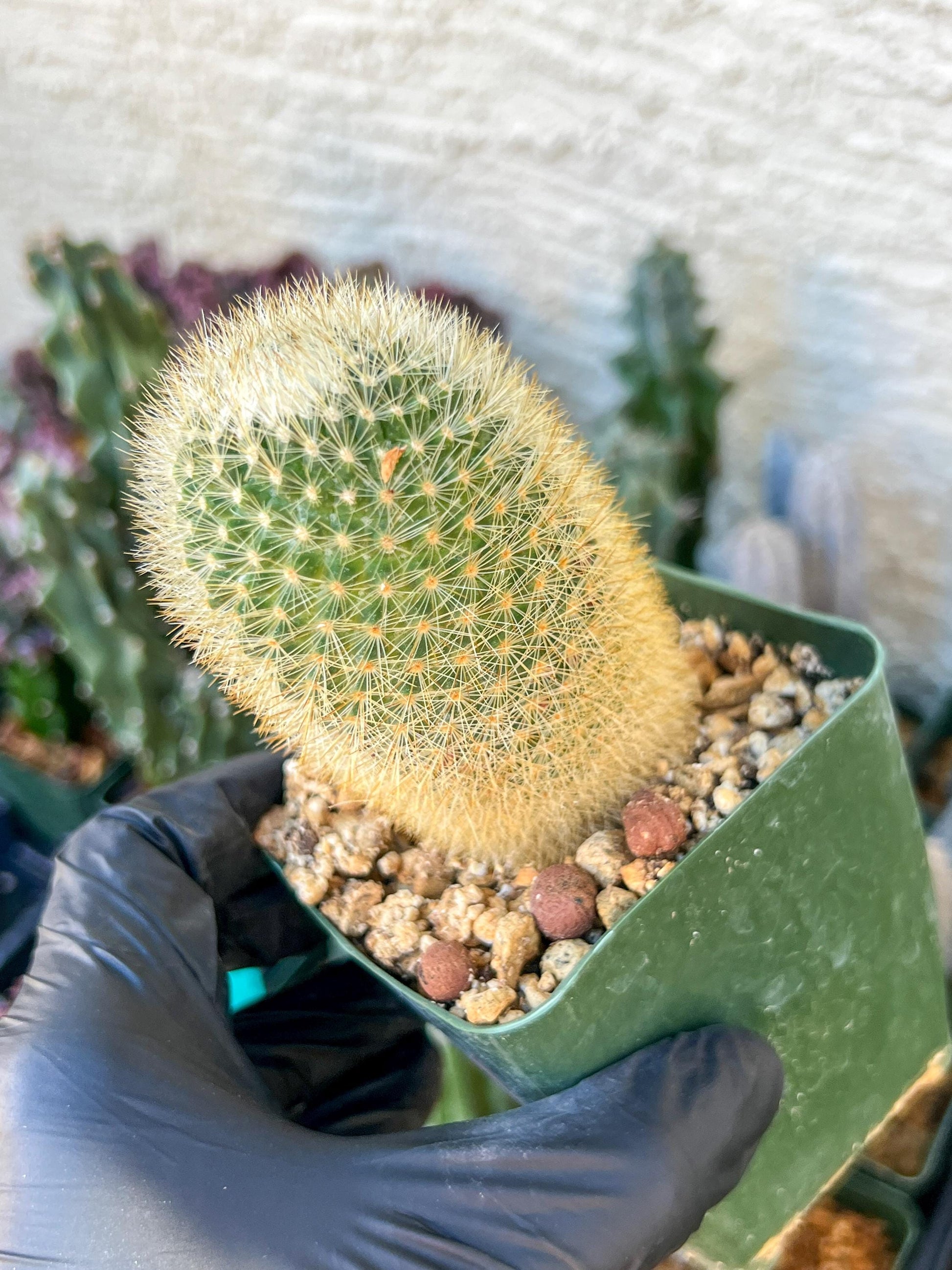 Succulent Plants Mammillaria Eriacantha | (C3) (B14) | 3.5Pot