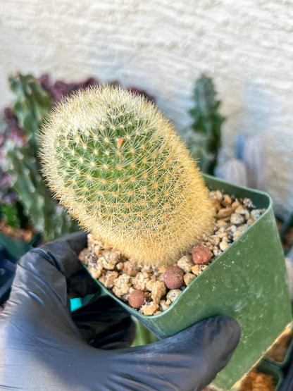 Succulent Plants Mammillaria Eriacantha | (C3) (B14) | 3.5Pot