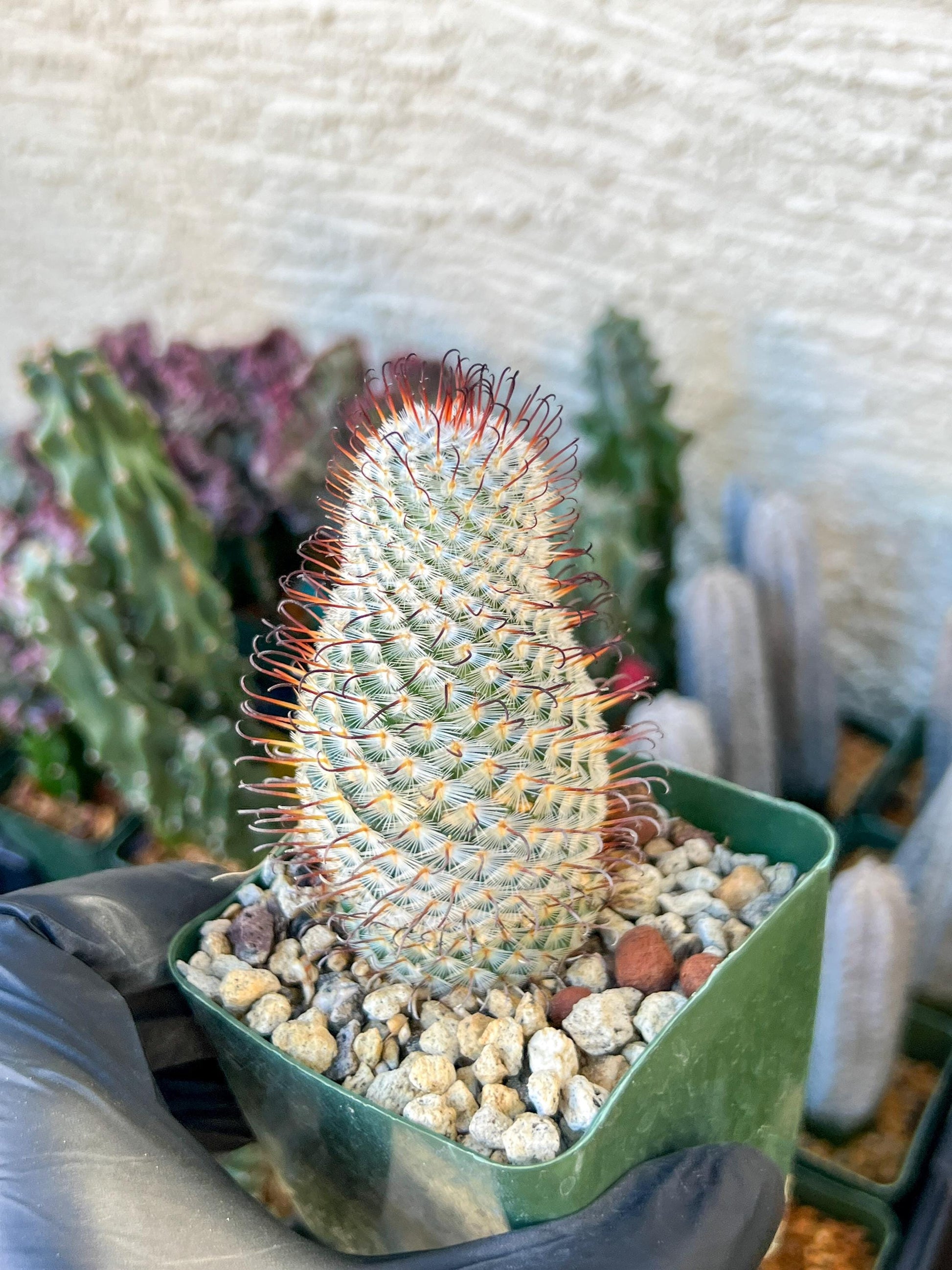 Big Mammillaria perezdelarosae | (C3) (B13) | 3.5Pot
