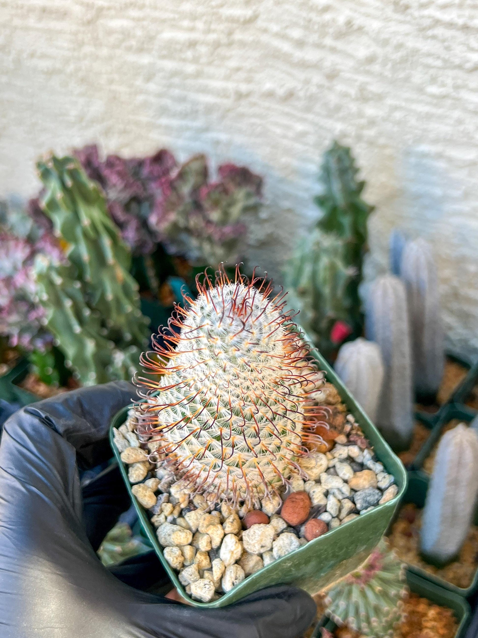 Big Mammillaria perezdelarosae | (C3) (B13) | 3.5Pot