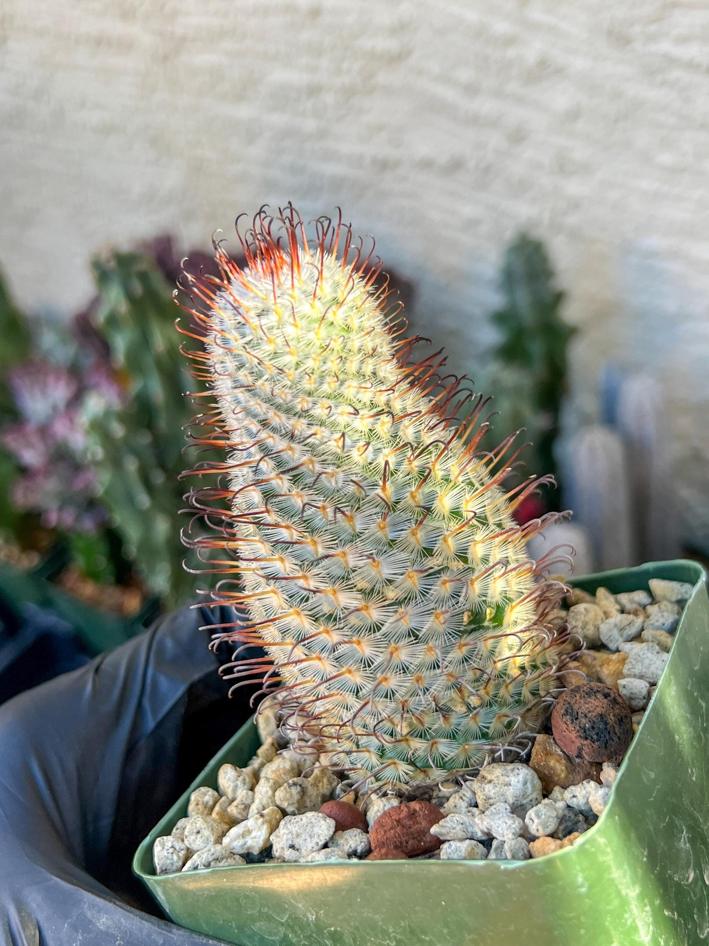 Big Mammillaria perezdelarosae | (C3) (B13) | 3.5Pot
