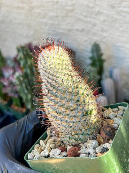 Big Mammillaria perezdelarosae | (C3) (B13) | 3.5Pot