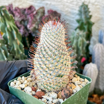 Big Mammillaria perezdelarosae | (C3) (B13) | 3.5Pot