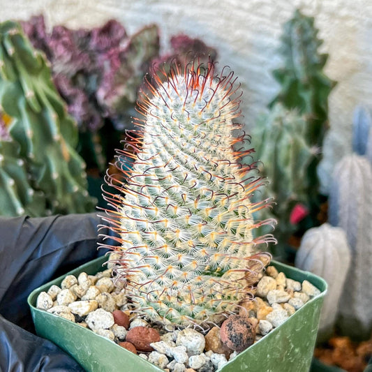 Big Mammillaria perezdelarosae | (C3) (B13) | 3.5Pot