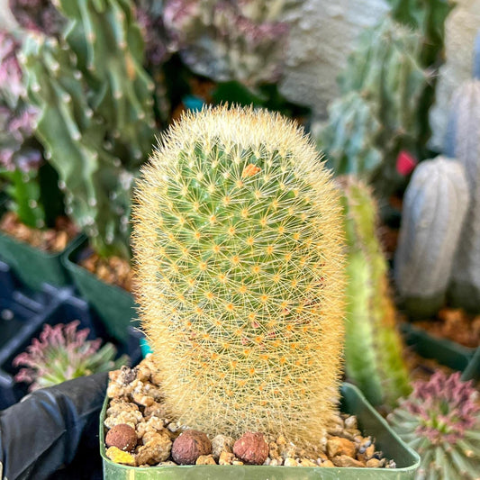 Succulent Plants Mammillaria Eriacantha | (C3) (B14) | 3.5Pot