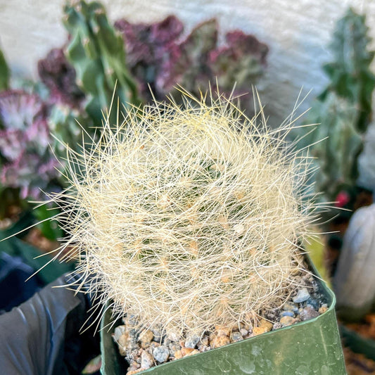 Eriosyce senilis Yellow spine form | (C3) (B15) | 3.5Pot