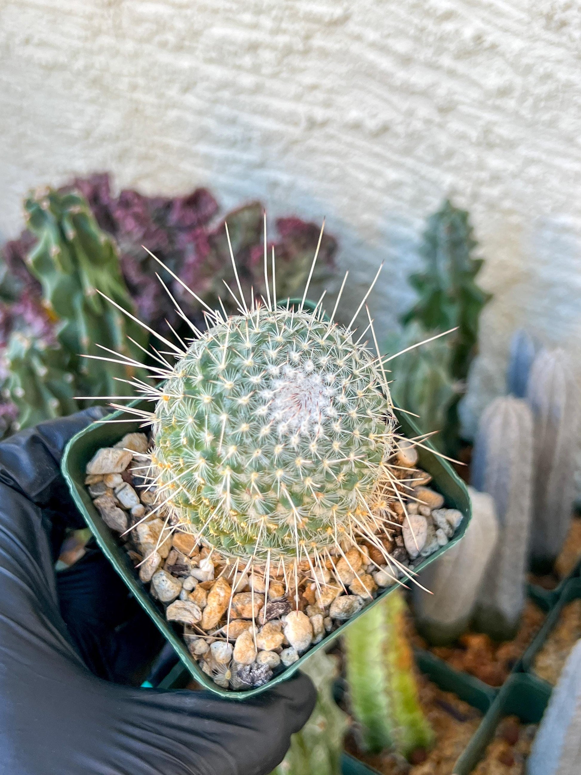 Mammilaria Geminisoina | (C3) (G6) | 3.5Pot