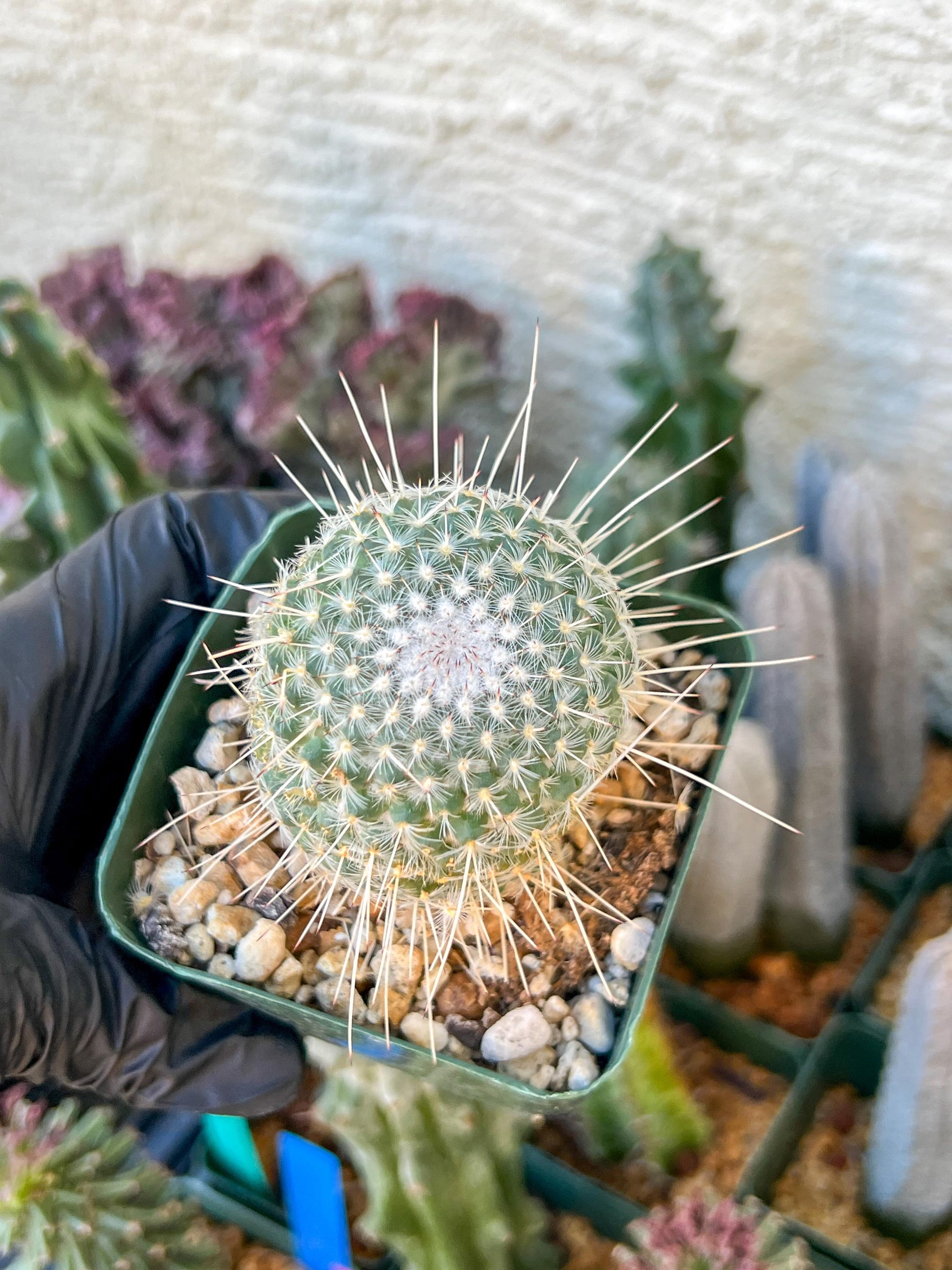 Mammilaria Geminisoina | (C3) (G6) | 3.5Pot