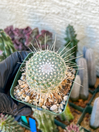 Mammilaria Geminisoina | (C3) (G6) | 3.5Pot