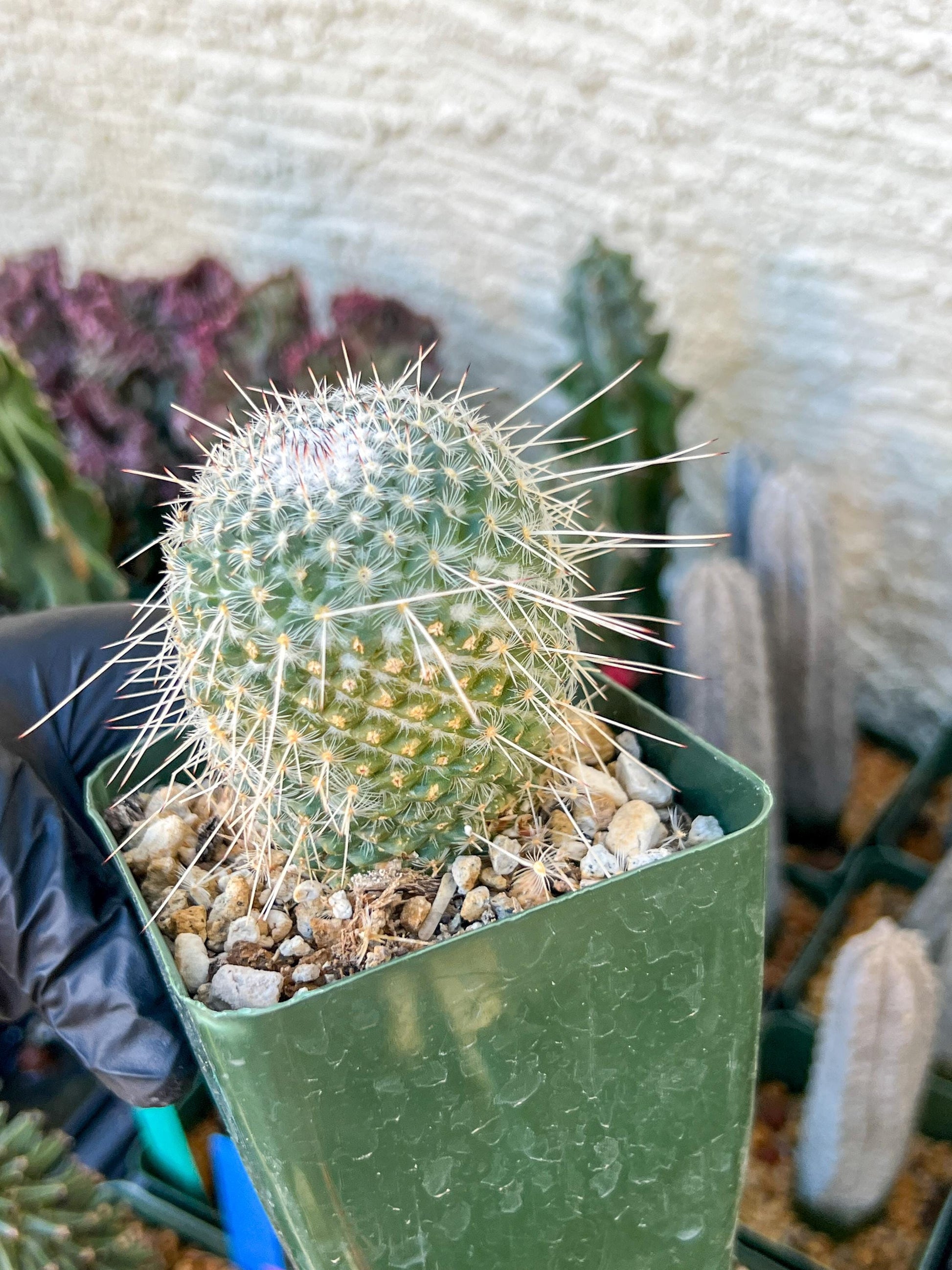 Mammilaria Geminisoina | (C3) (G6) | 3.5Pot