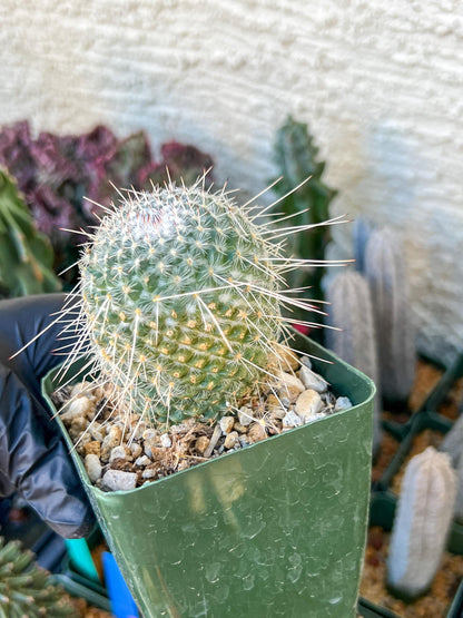 Mammilaria Geminisoina | (C3) (G6) | 3.5Pot