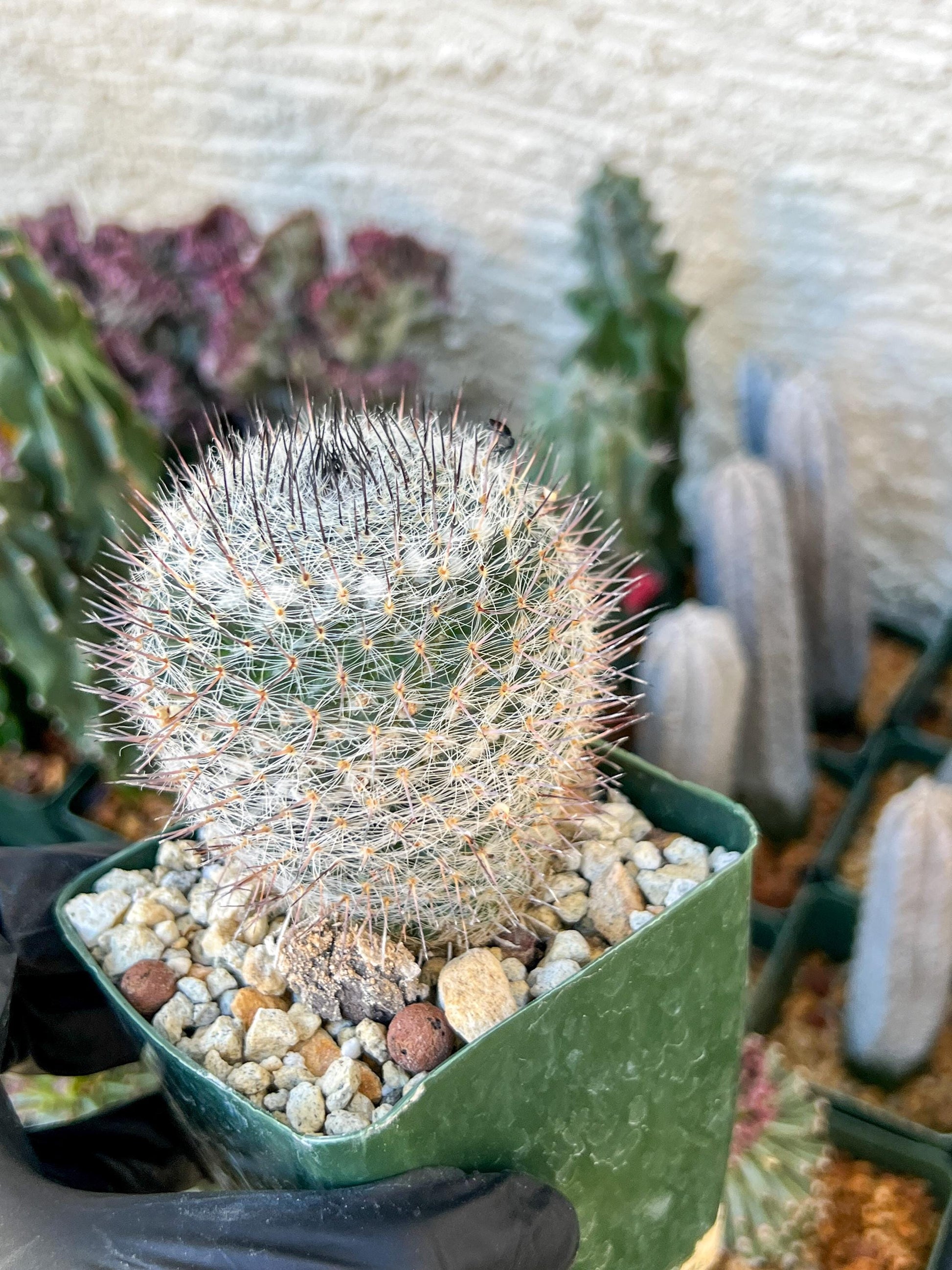 Garden MAMMILLARIA HAHNIANA | (C3) (G11) | 3.5Pot
