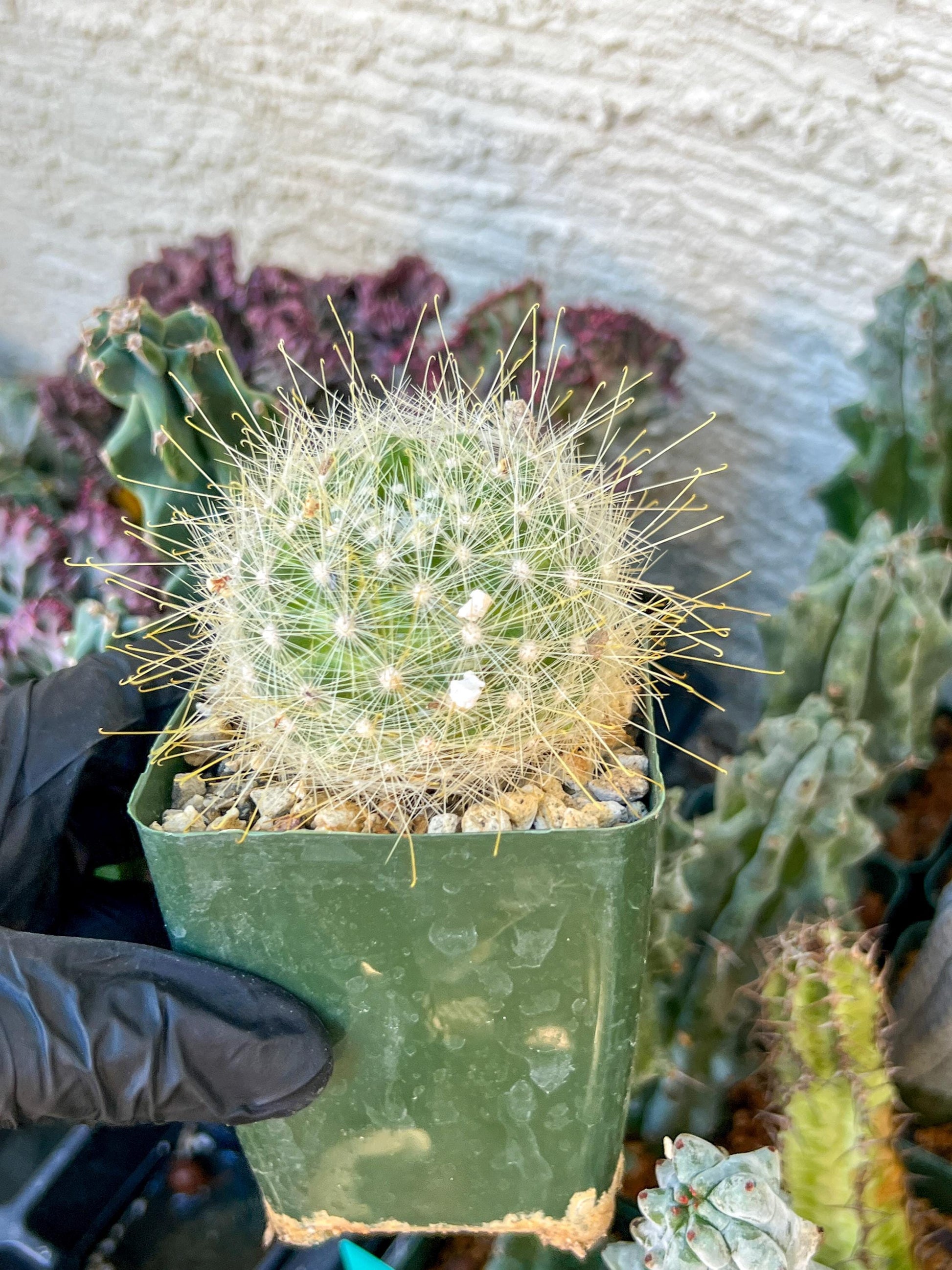 Mammillaria magnifica | (C3) (G10) | 3.5Pot