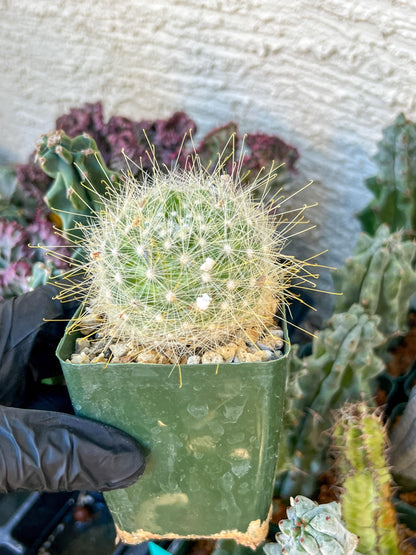 Mammillaria magnifica | (C3) (G10) | 3.5Pot