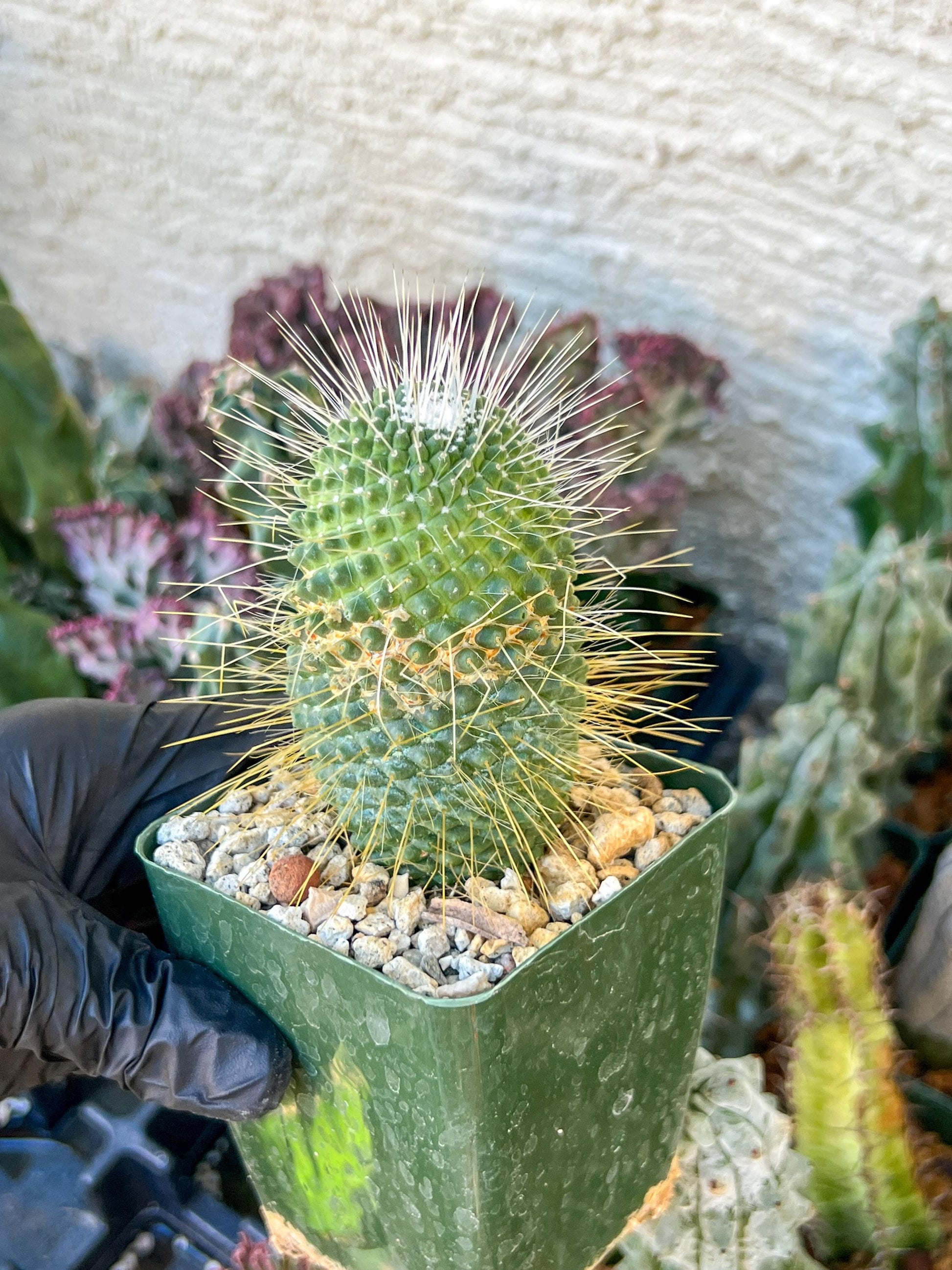 Mammillaria spinosissima “Un Pico” | (C3) (G9) | 3.5Pot