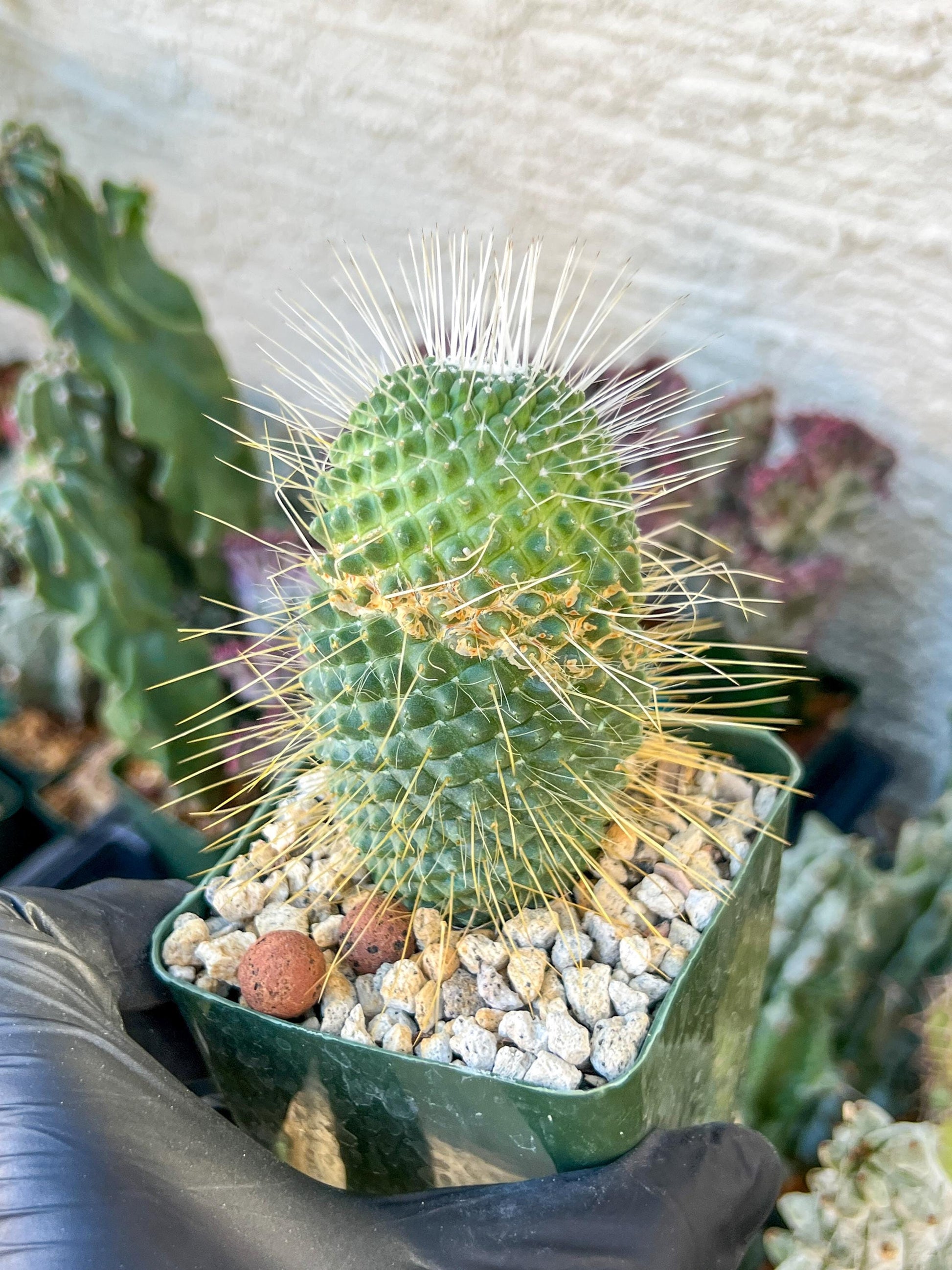 Mammillaria spinosissima “Un Pico” | (C3) (G9) | 3.5Pot