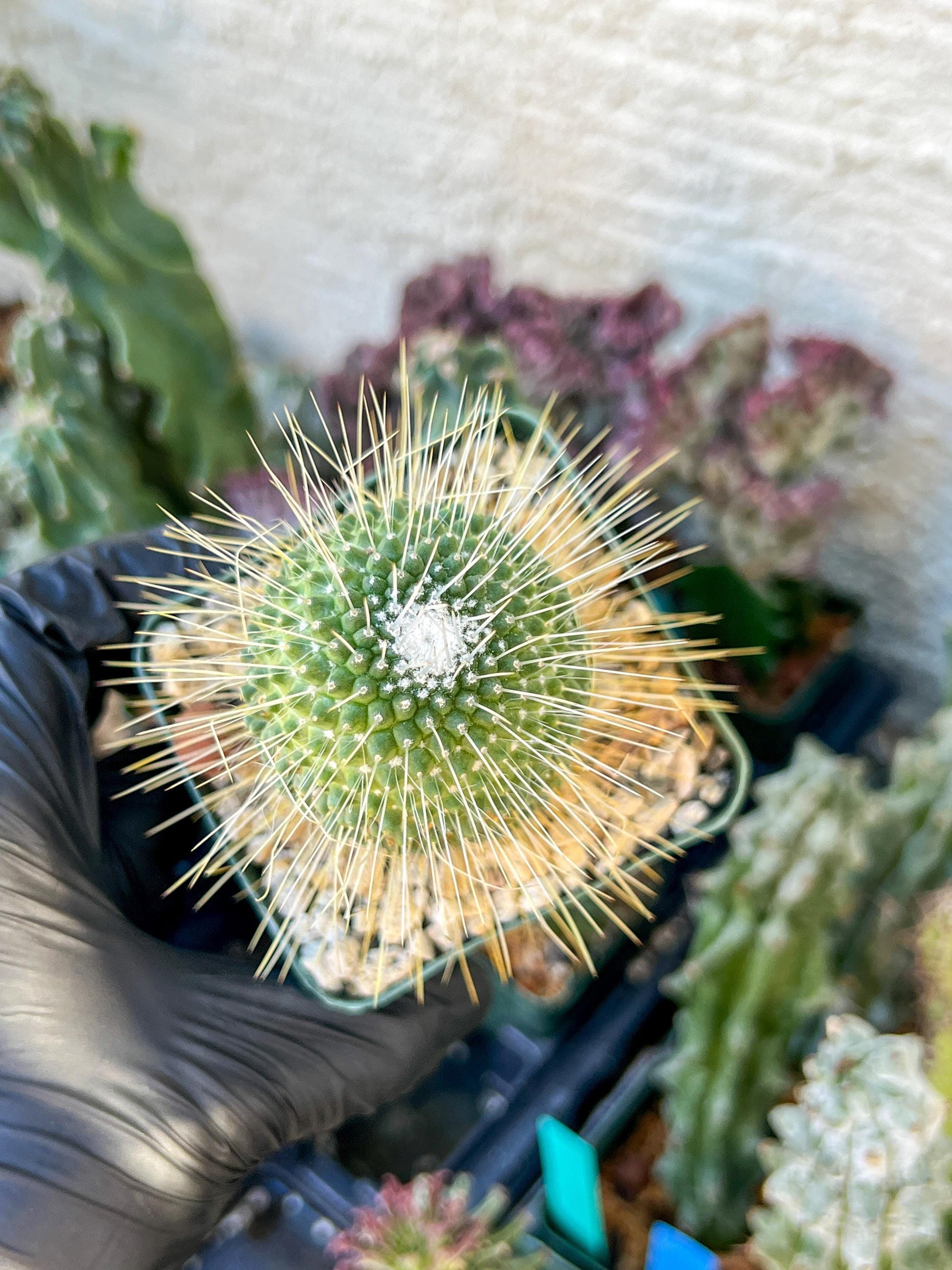 Mammillaria spinosissima “Un Pico” | (C3) (G9) | 3.5Pot