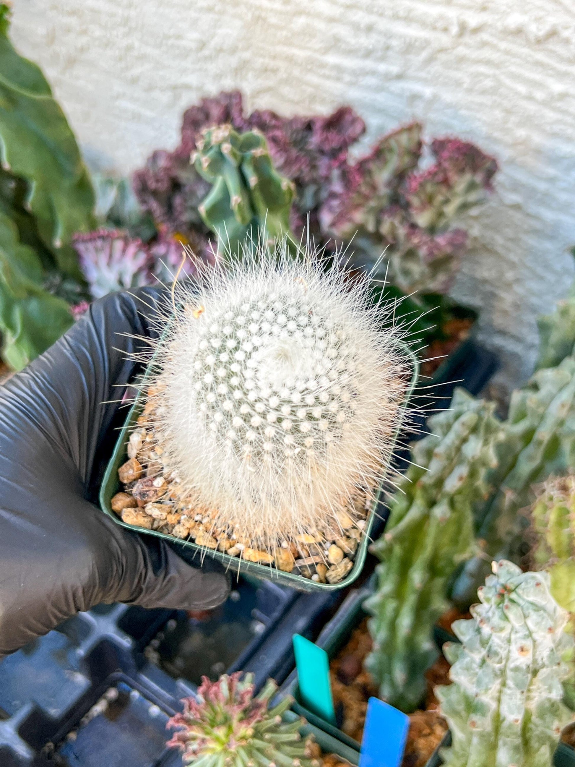 Notocactus Rudibuenekeri Albissimo | (C3) (G8) | 3.5Pot