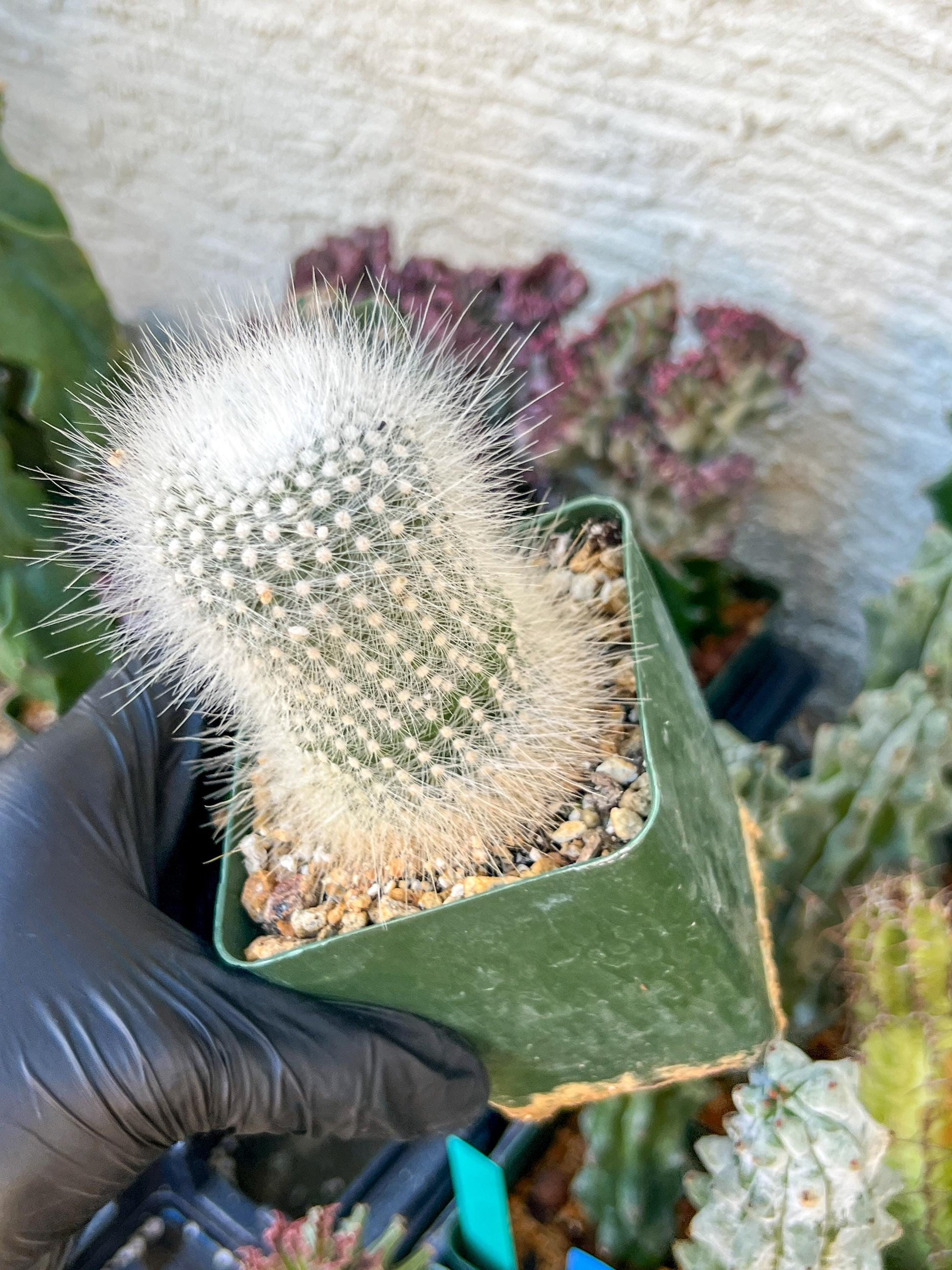 Notocactus Rudibuenekeri Albissimo | (C3) (G8) | 3.5Pot