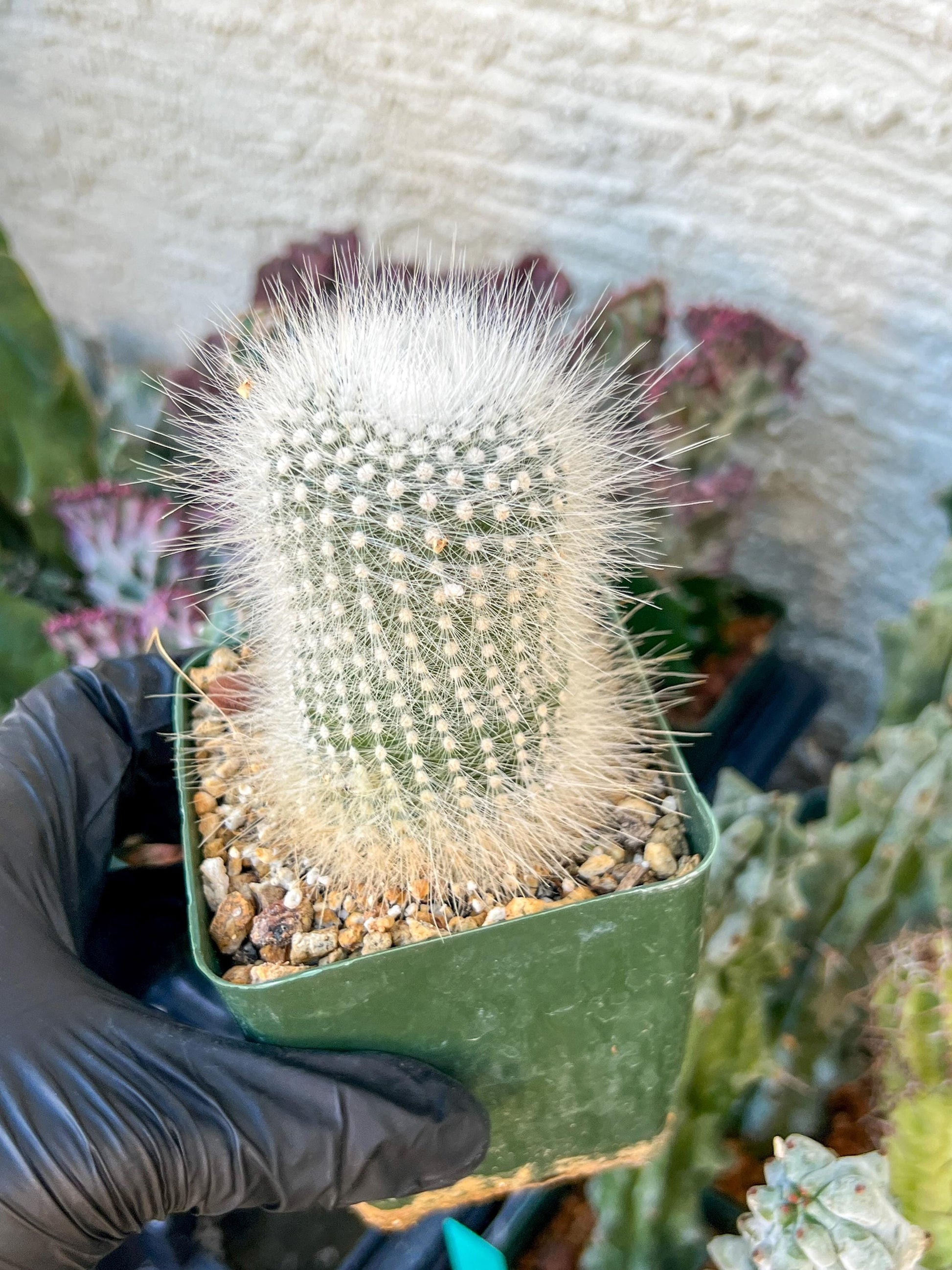 Notocactus Rudibuenekeri Albissimo | (C3) (G8) | 3.5Pot