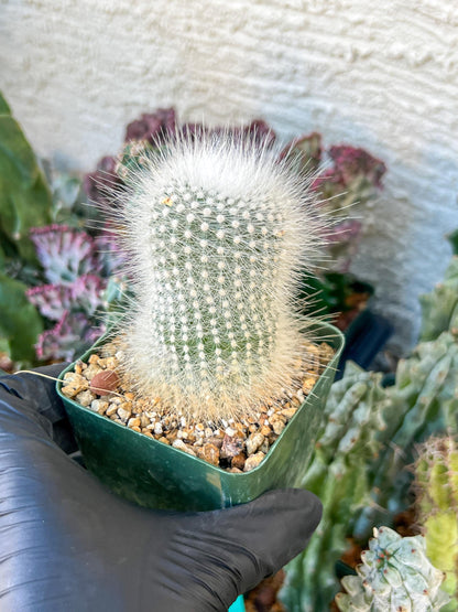 Notocactus Rudibuenekeri Albissimo | (C3) (G8) | 3.5Pot