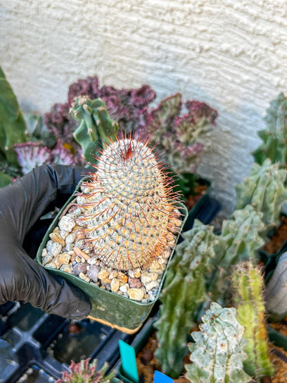 Big Mammillaria perezdelarosae | (C3) (G7) | 3.5Pot