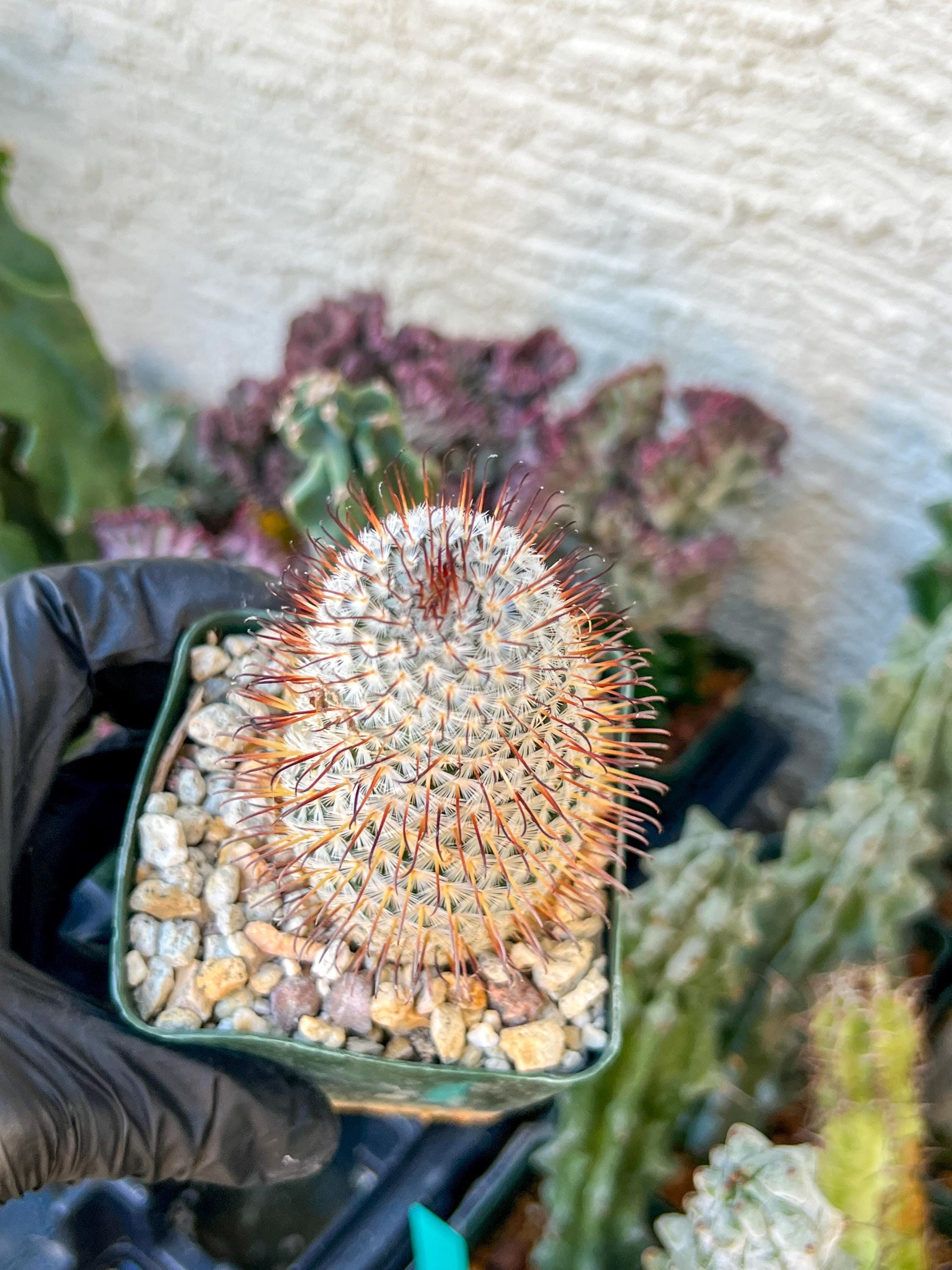 Big Mammillaria perezdelarosae | (C3) (G7) | 3.5Pot