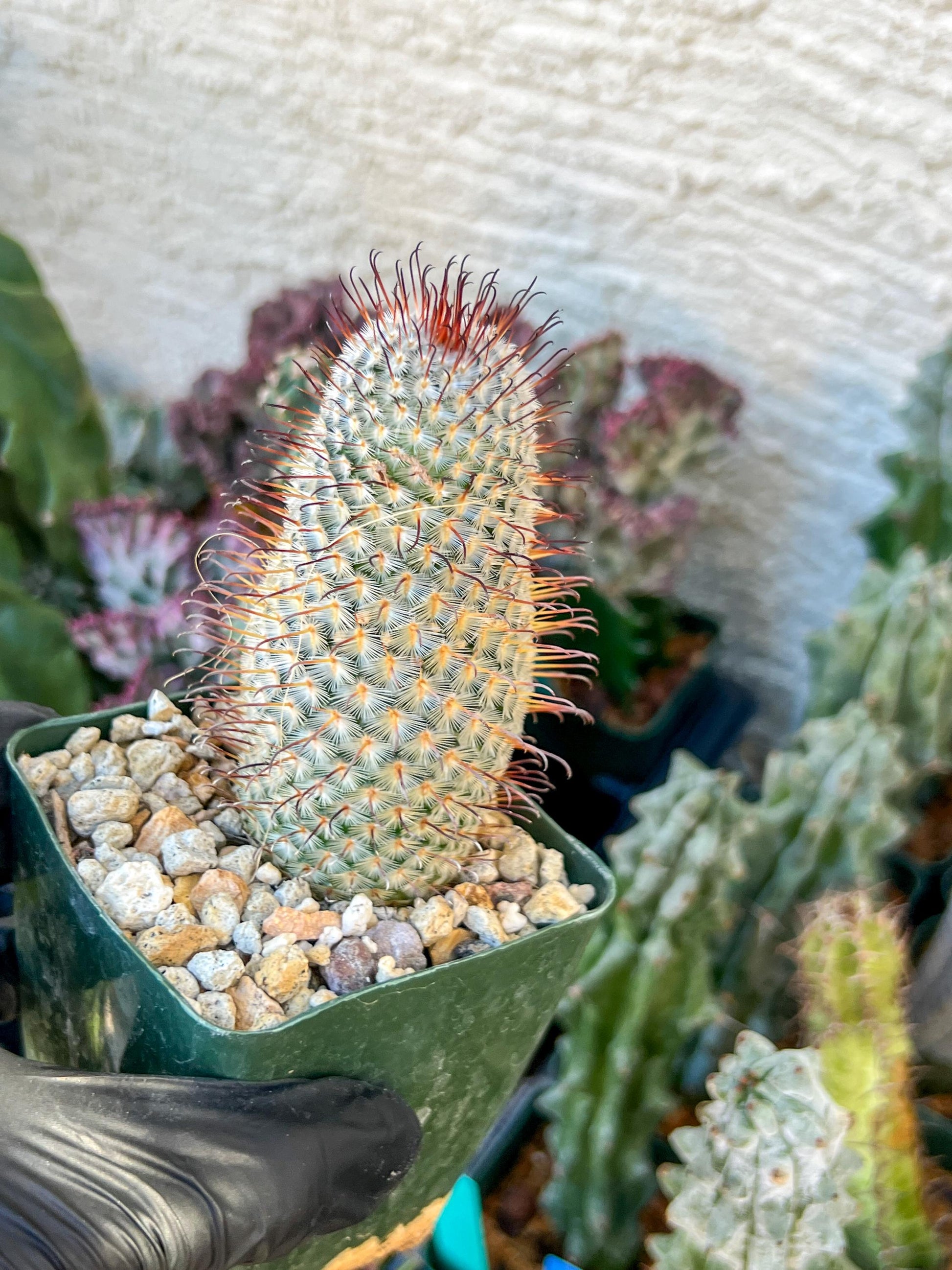 Big Mammillaria perezdelarosae | (C3) (G7) | 3.5Pot