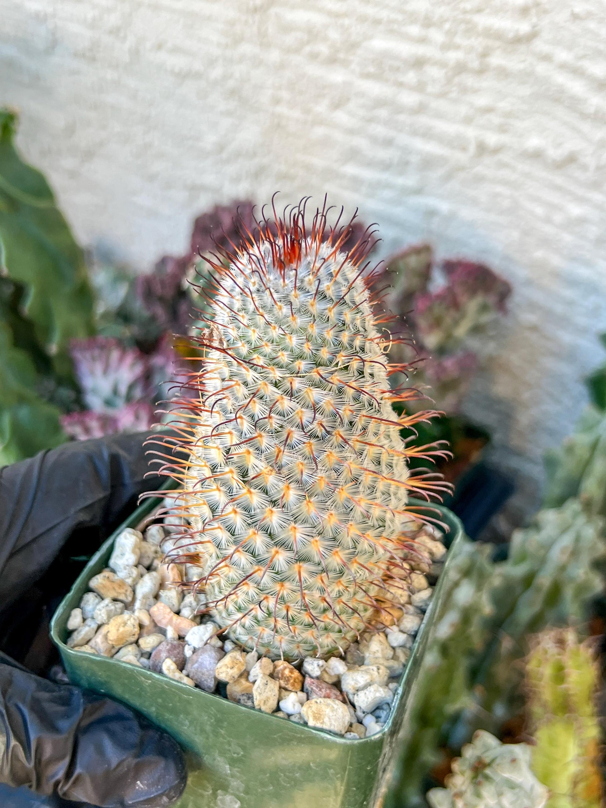 Big Mammillaria perezdelarosae | (C3) (G7) | 3.5Pot
