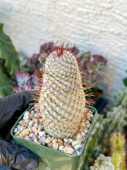 Big Mammillaria perezdelarosae | (C3) (G7) | 3.5Pot