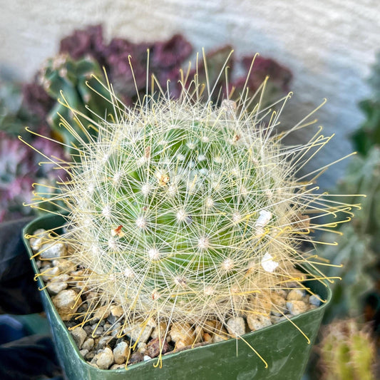 Mammillaria magnifica | (C3) (G10) | 3.5Pot