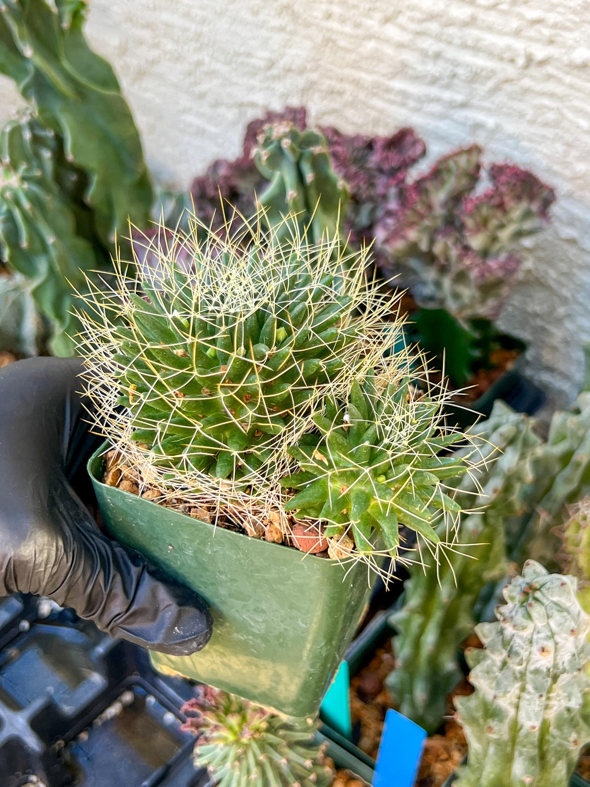 Big Mammilaria Camptrotricha Marnier | (C3) (r5) | 3.5Pot